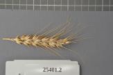 Click for 1 image(s) for this accession. Spike